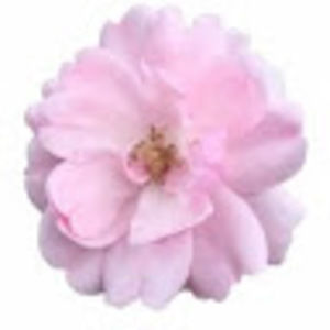 Meet your Posher, Ingrid